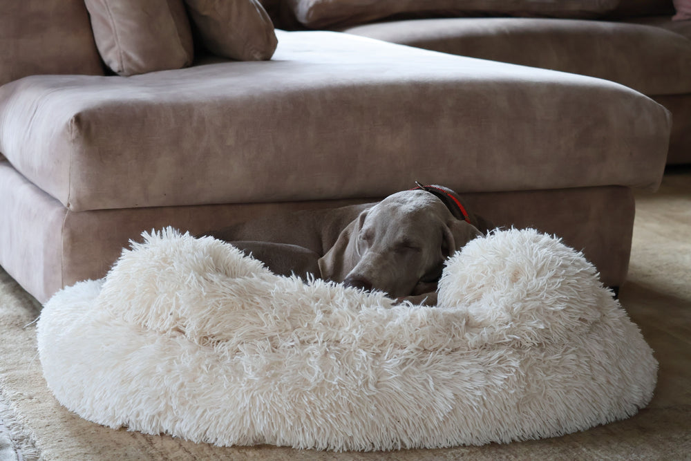 Calming Donut Dog Bed — Ultra-Soft Anti-Anxiety Cuddler